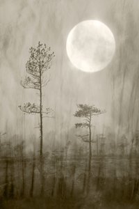 Misty Moon: Una novela