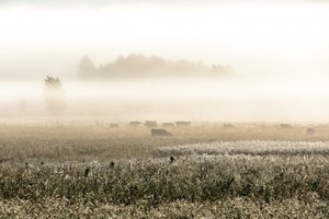 Vacas en una mañana brumosa de Christina Sillen