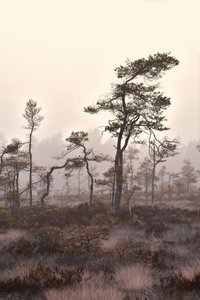 de Christina Sillen