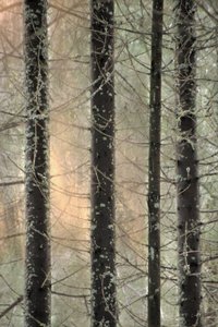 Bosque invernal brumoso de Christina Sillen
