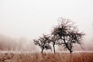 Árboles invernales envueltos en niebla