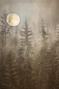 Bosque invernal a la luz de la luna de Christina Sillen