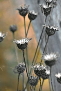 Cardos de jardín en tonos apagados de Christina Sillen