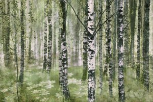 Tranquilo bosque de abedules de Christina Sillen