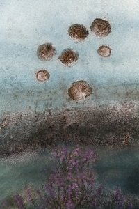 Flores moradas y cielo abstracto de Christina Sillen