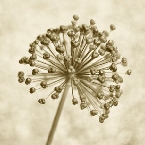 Esfera de Allium en tonos sepia