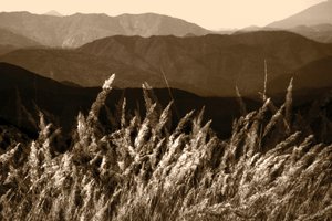 Hierba de la montaña Sepia
