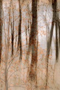Bosques otoñales apacibles de Christina Sillen
