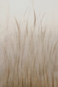 Beige suave hierba de Christina Sillen