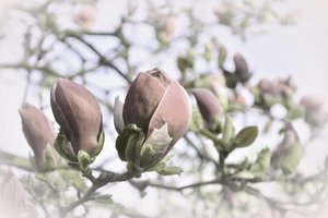 Brotes suaves de magnolia de Christina Sillen