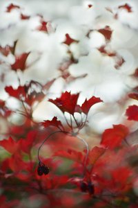 Follaje rojo suave de Christina Sillen