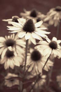 Coneflowers en tonos sepia suaves de Christina Sillen