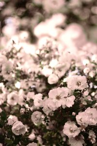 Rosas blancas suaves de Christina Sillen