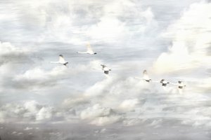 Cisnes en vuelo de Christina Sillen