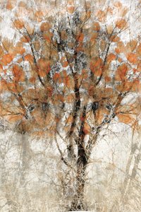 Árbol otoñal con textura de Christina Sillen