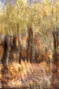 Un colorido sendero en el bosque otoñal de Christina Sillen