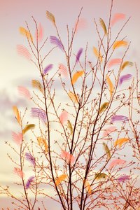 Ramas primaverales caprichosas