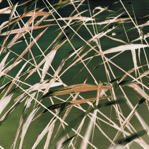 Resumen de «Whispering Reeds» de Christina Sillen