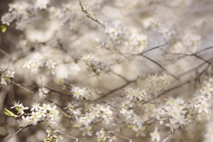 Flores blancas de primavera de Christina Sillen