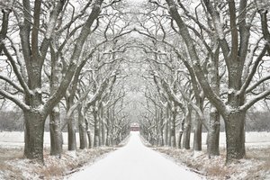 Camino bordeado de árboles en invierno de Christina Sillen