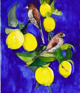 Pinzones en una rama de limonero de Christine Lindstrom