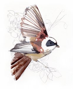 Pájaro volador en acuarela de Christine Lindstrom