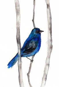 Pájaro cantor de un azul intenso de Christine Lindstrom