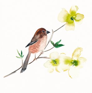 Acuarela: pájaros y flores de Christine Lindstrom