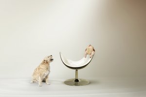 El dilema del pollo del perro