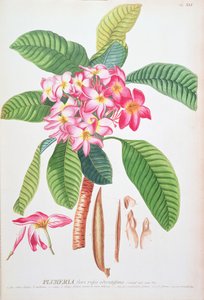 Plumeria: de Plantae Selectae, de Christoph Jacob Trew y Georg Dionysius Ehret (1710-70); Frangipanier; de Christoph Jacob & Ehert Georg Dionysius (1708/9 70) Trew