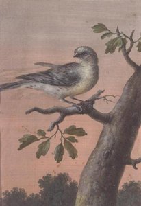 Un pájaro en una rama