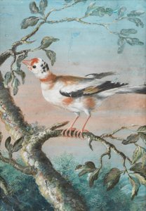 Un pájaro sentado en una rama de Christoph Ludwig Agricola