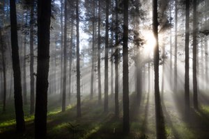 Rayos de sol en el bosque brumoso de Christoph Schaarschmidt