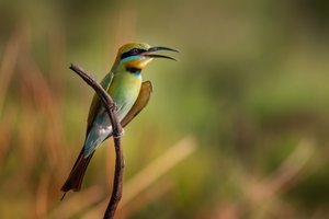 El vibrante canto del abejaruco de Christoph Schaarschmidt