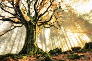 Rayos de sol en el bosque brumoso