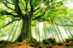 Árbol antiguo bañado por el sol de Christophe Kiciak