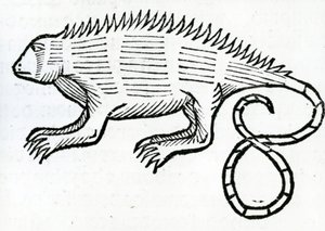 Iguana de 