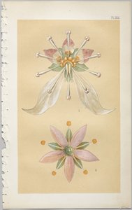 El arte del diseño decorativo: con un apéndice, dando las horas del día en que las flores se abren, publicado por Day & Son, Londres, 1862