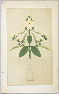 El arte del diseño decorativo: con un apéndice, dando las horas del día en que las flores se abren, publicado por Day & Son, Londres, 1862
