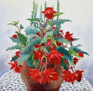 Begonia de Christopher Ryland