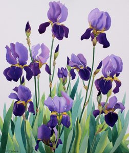 Iris morados de Christopher Ryland