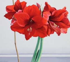 Amarilis Roja