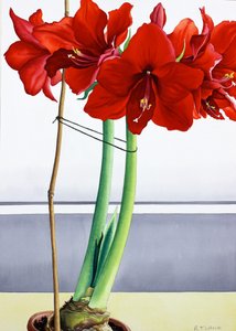 Amarilis rojo 2 de Christopher Ryland