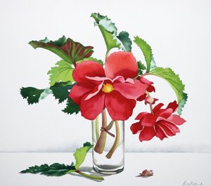 Begonia roja de Christopher Ryland