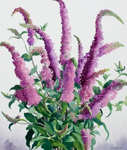 Buddleia salvaje de Christopher Ryland