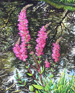 Liatris silvestre de Christopher Ryland