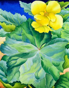 Begonia amarilla de Christopher Ryland