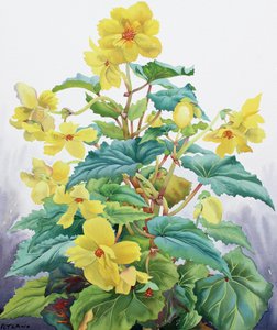 Begonia amarilla 2 de Christopher Ryland