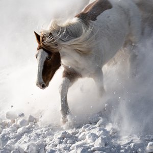 Caballo en movimiento en la nieve