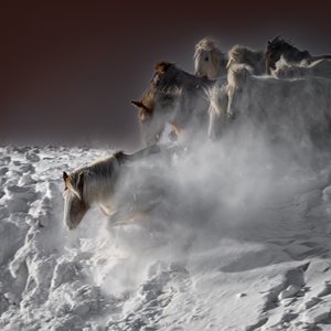 Caballos de nieve al galope de Chuanxu Ren